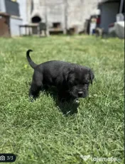 Vând mascul cane corso