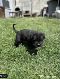Vând mascul cane corso 