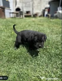 Vând mascul cane corso