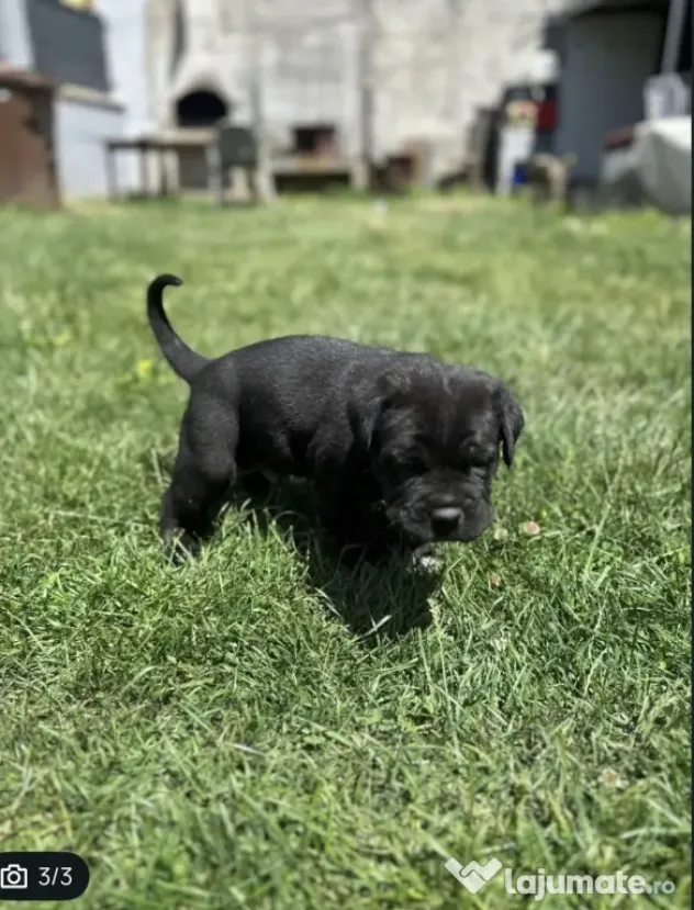 Vând mascul cane corso