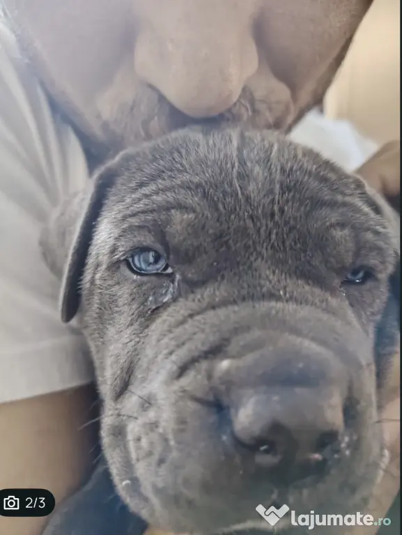 Vând mascul cane corso