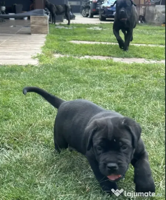 Vând mascul cane corso