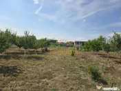 TEREN INTRAVILAN | 1000 MP | PALEU | BIHOR