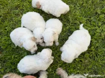 Pui bichon havanez disponibili