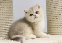 brirish chinchilla silver 