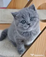 British chinchilla silver 