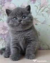 British chinchilla silver 