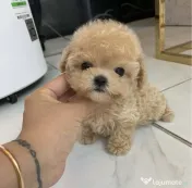 Maltipoo Mini toy Rasa hiperoalergenica