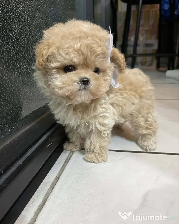Maltipoo Mini toy Rasa hiperoalergenica