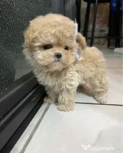 Maltipoo Mini toy Rasa hiperoalergenica
