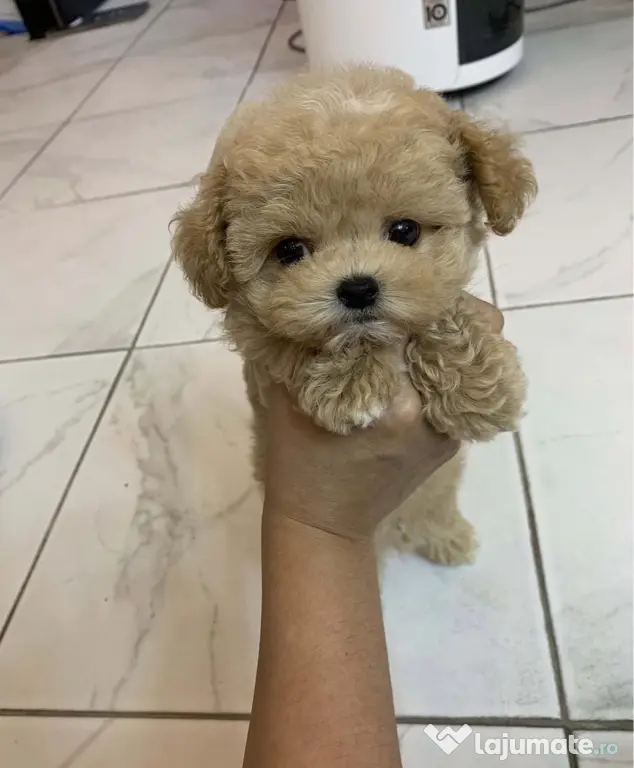 Maltipoo Mini toy Rasa hiperoalergenica