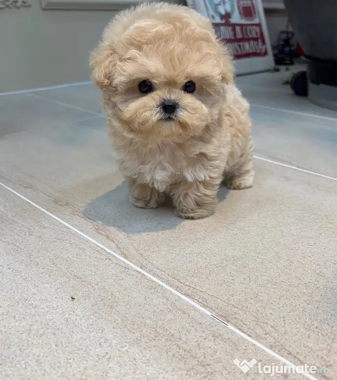 Maltipoo Mini toy Rasa hiperoalergenica