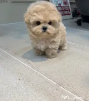 Maltipoo Mini toy Rasa hiperoalergenica