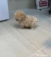Maltipoo Mini toy Rasa hiperoalergenica