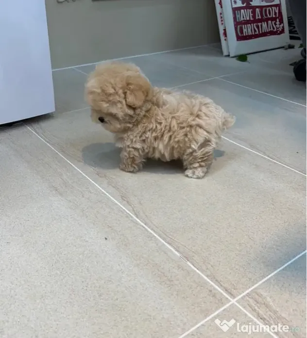 Maltipoo Mini toy Rasa hiperoalergenica