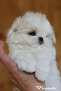 Bichon Maltese Baietel si fetita Mini TOY