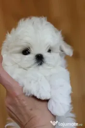 Bichon Maltese Baietel si fetita Mini TOY 