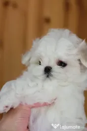 Bichon Maltese Baietel si fetita Mini TOY 