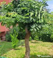 Cernatu, Săcele – Apartament 2 camere cu balcon mare, par 
