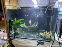 Acvariu 50 litri 