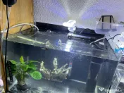 Acvariu 50 litri 