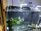 Acvariu 50 litri 