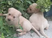 Căței labrador auriu 