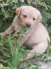 Căței labrador auriu 