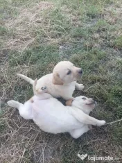 Căței labrador auriu 