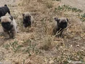 Catei Mops pug disponibil cu pedigree 