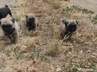 Catei Mops pug disponibil cu pedigre