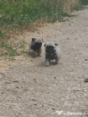 Catei Mops pug disponibil cu pedigree 