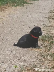 Catei Mops pug disponibil cu pedigree 