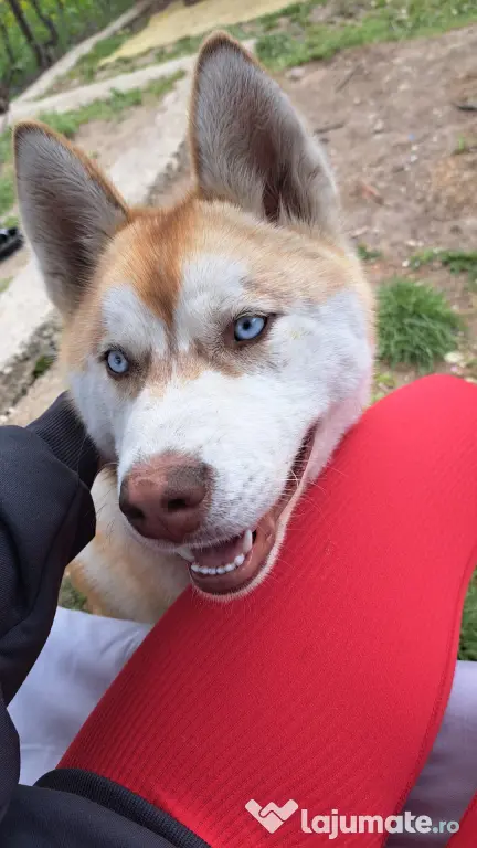 Husky Siberian -Luna-