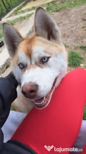 Husky Siberian -Luna- 
