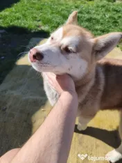 Husky Siberian -Luna- 