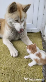 Husky Siberian -Luna- 