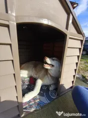Husky Siberian -Luna- 