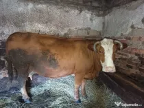 2 Vaci Gestante