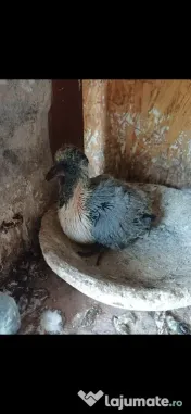 Porumbei strasseri talie mare 