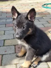 Pui ciobanesc german linia de lucru