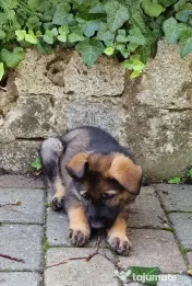 Pui ciobanesc german linia de lucru 
