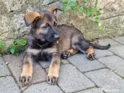 Pui ciobanesc german linia de lucru 