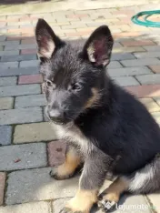 Pui ciobanesc german linia de lucru 