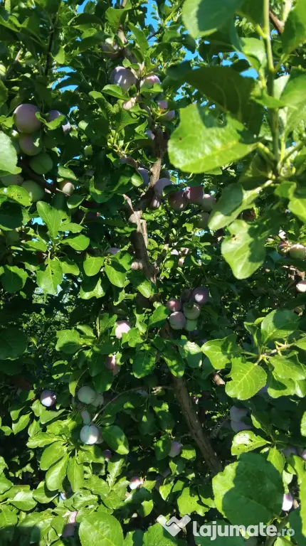 vand prune 4 lei/Kg