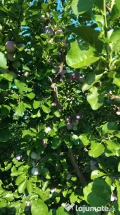 vand prune 4 lei/Kg 