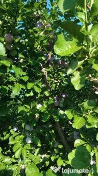 vand prune 4 lei/Kg 