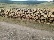 Lemn de calitate carpen sí stejar 
