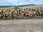 Lemn de calitate carpen sí stejar 