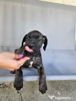 vând catelusa cane corso